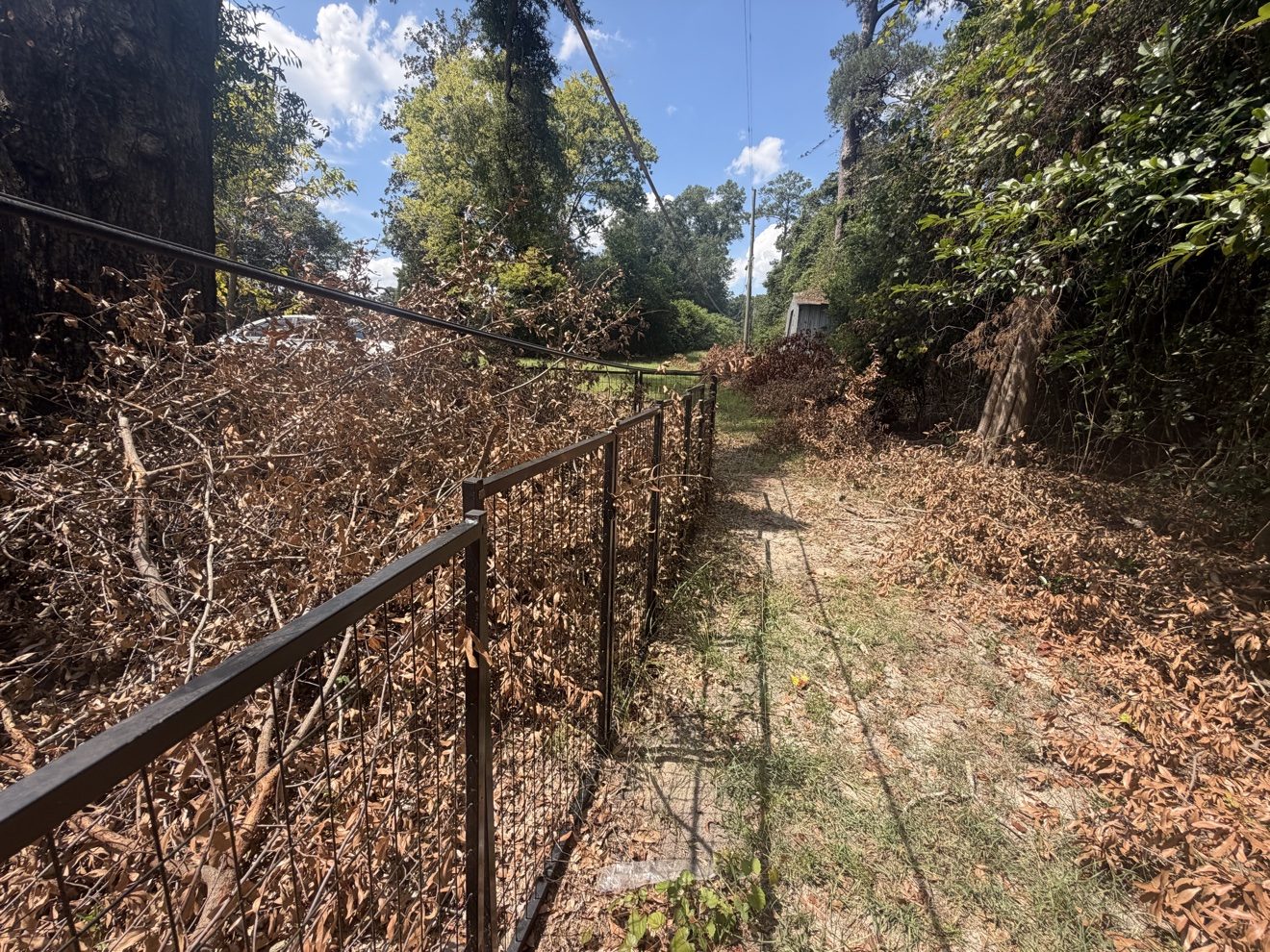 Fence line choked with dead brush