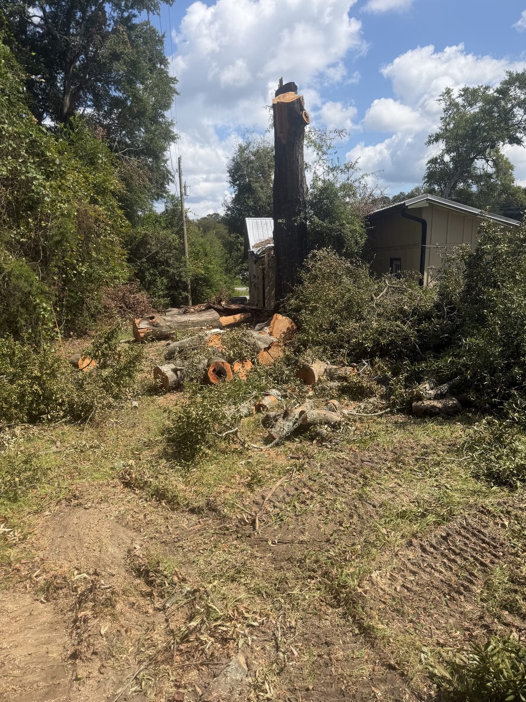 Large stump and cut logs by outbuildings