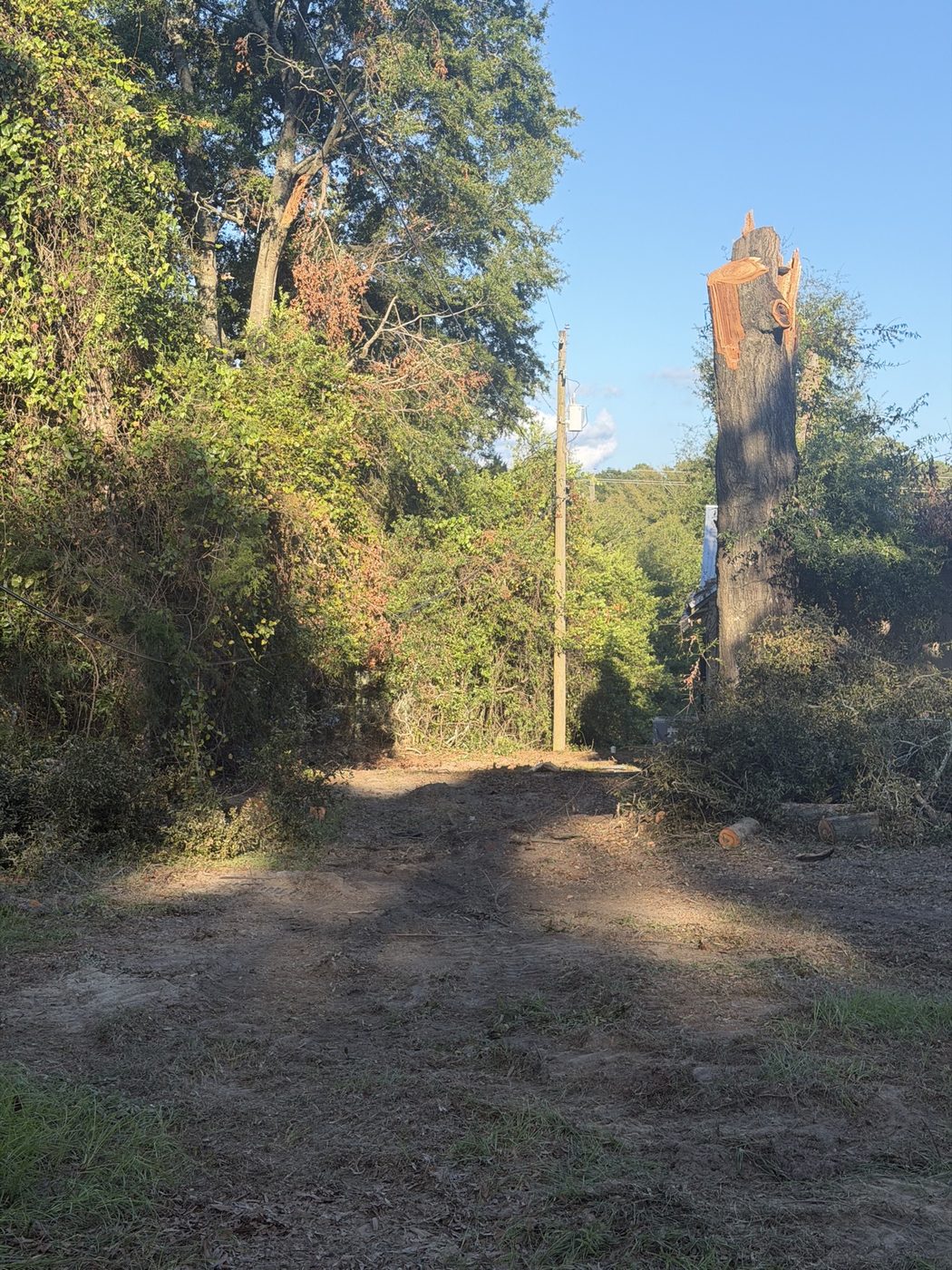 Cleared path with remaining stump