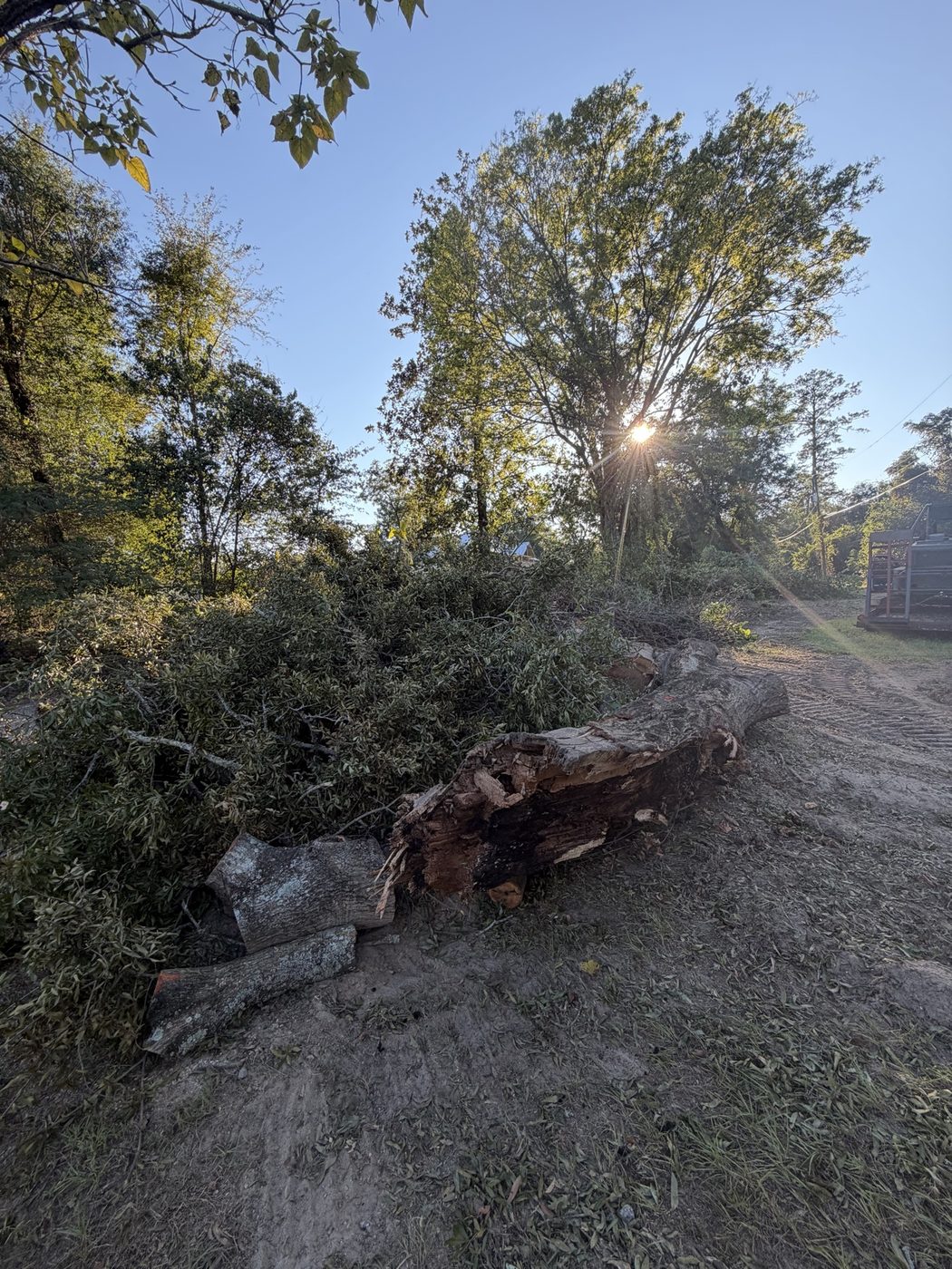 Uprooted trunk and brush pile