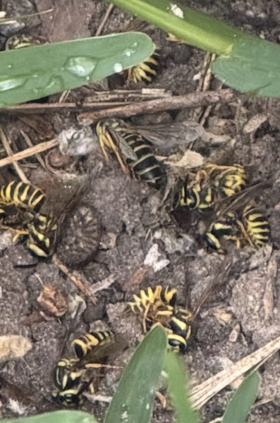Wasps eliminated after nest treatment